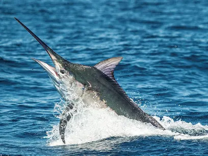 Beast Mode Sport Fishing