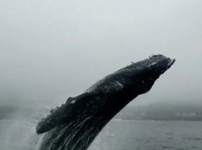 Dockside Charters and Whale Watching Tours