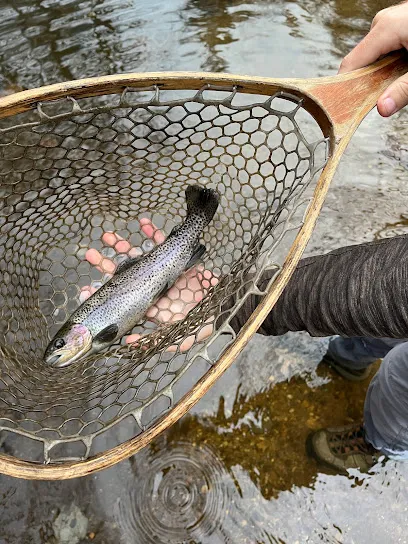 Georgia Wild Trout