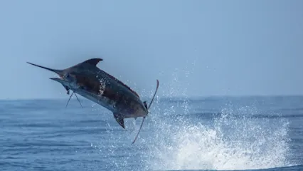 Grander Marlin Sportfishing