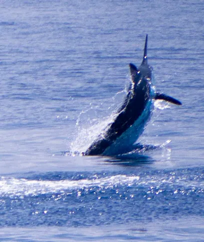 High Noon Kona Fishing Charters