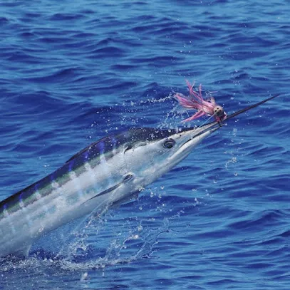 Huntress Sportfishing