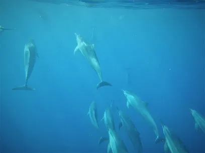 Kamanu