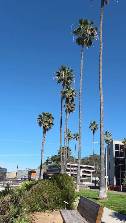 Scripps Pier Osprey Nest
